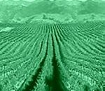 Effetti del clima sulll'olivicoltura, ocm vino e nuove norme a favore degli agricoltori